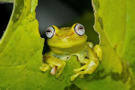 Frogs Manu .